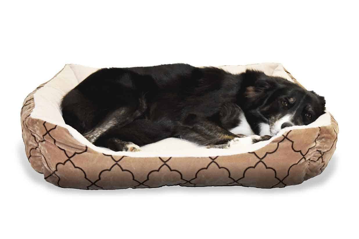 Border Collie in Dog Bed Photo