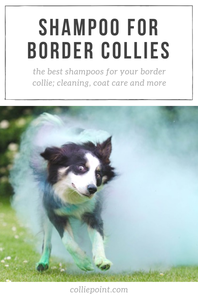 Best Shampoo for Border Collies; Cleaning, Coat Care, and More