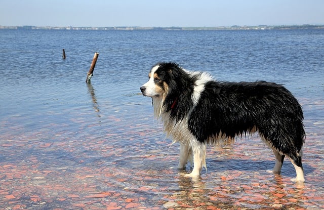 Border best sale collie shampoo