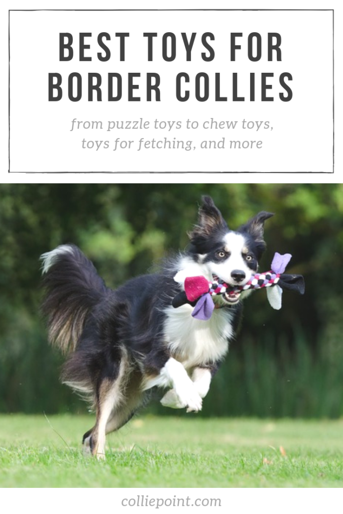 The Best Dog Toys for Border Collies ColliePoint