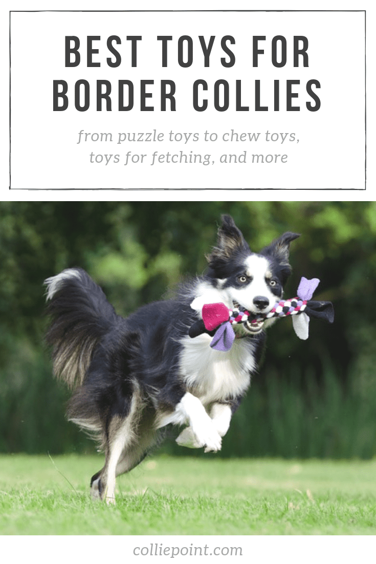 The 11 Best Dog Toys for Herding Dogs – OH Blog