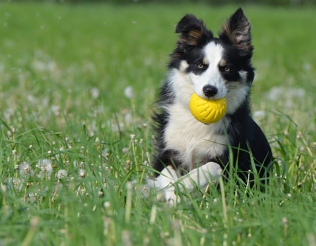 Border Collie With Ball Photo