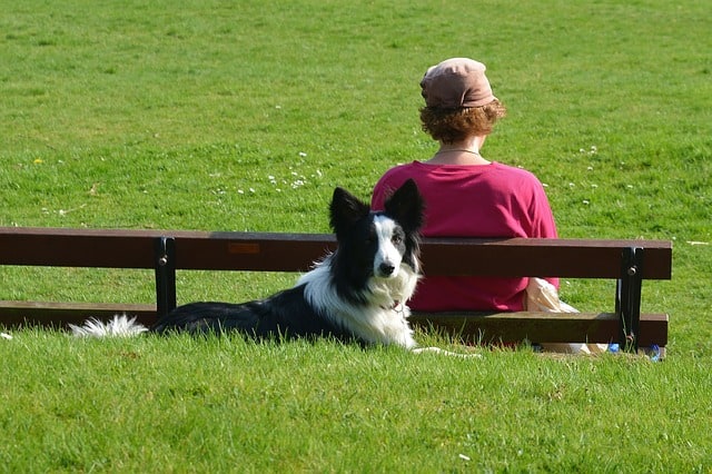 Border Collie at Dog Park Photo