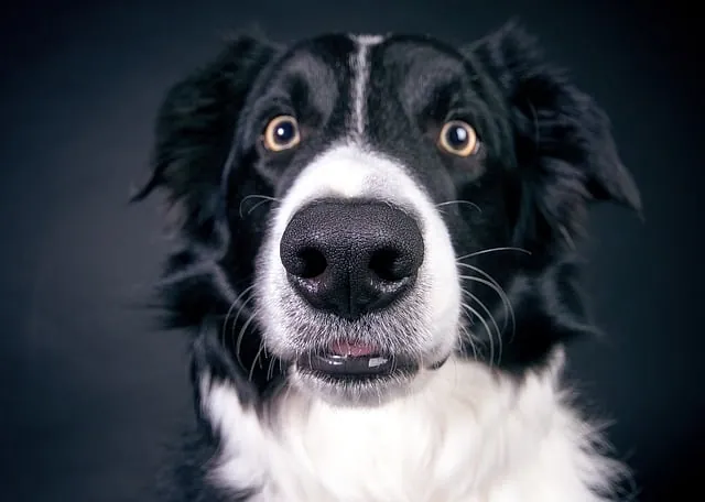 Border Collie Photo