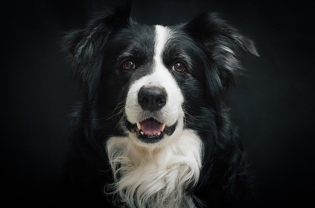 Border Collie Portriat