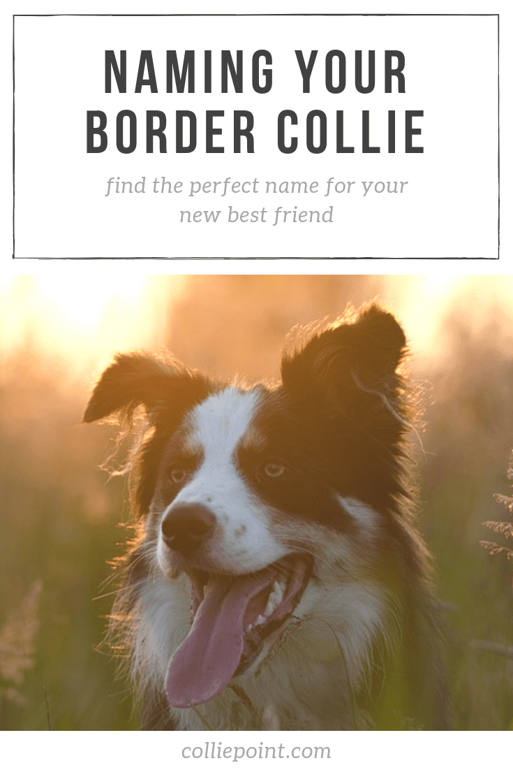 Cute collie hot sale names