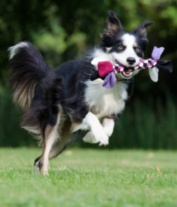 Border Collie First Dog Playing