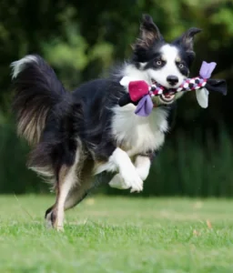 Border Collie First Dog Playing