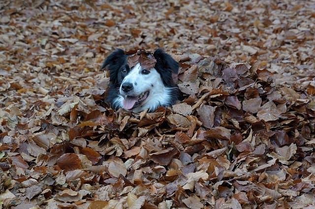 Border Collie in the Leaves