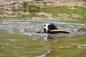 Border Collie Swimming Photo