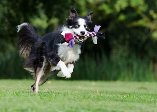 Best Dog Toys for Border Collies Photo
