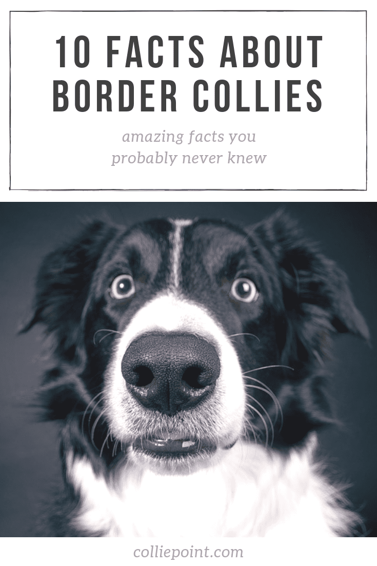 Facts About Border Collies Photo