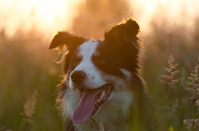 Naming Your Border Collie Photo