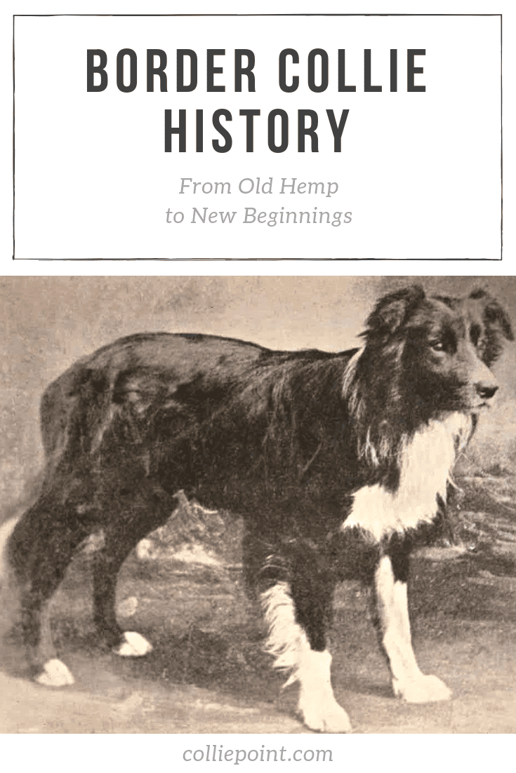 Border Collie History Pinterest Photo