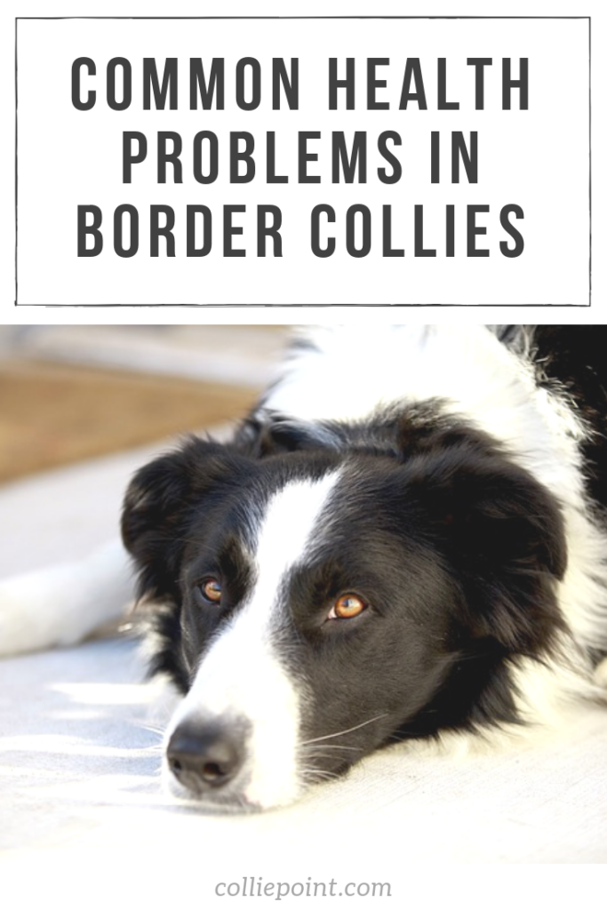 Common Health Problems in Border Collies ColliePoint