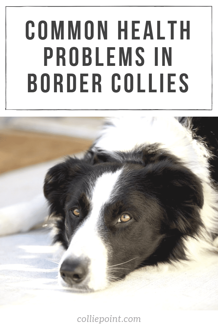 Common Health Problems in Border Collies Pinterest Photo