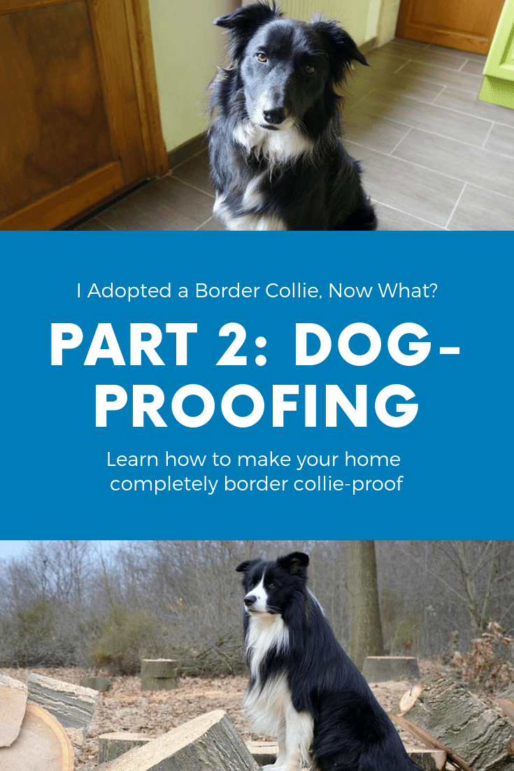 Dog-Proofing Your Home Pinterest Photo