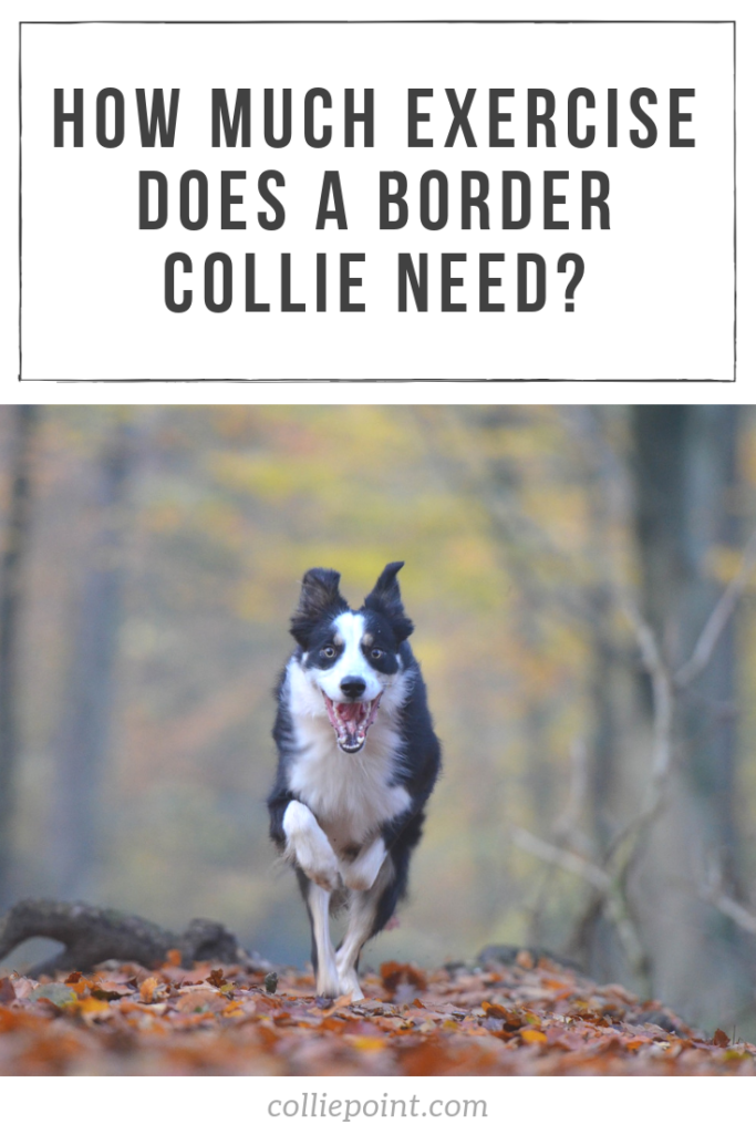 How Much Exercise Does a Border Collie Need? Get the Answer! ColliePoint