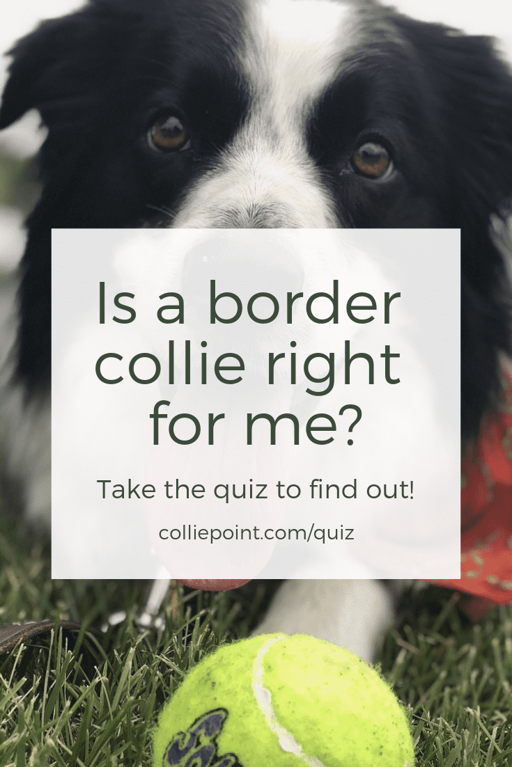 Is a Border Collie Right for Me? Take the Quiz to Find Out!