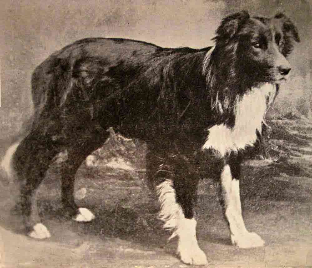 Border Collie Dog Breed Information & Characteristics