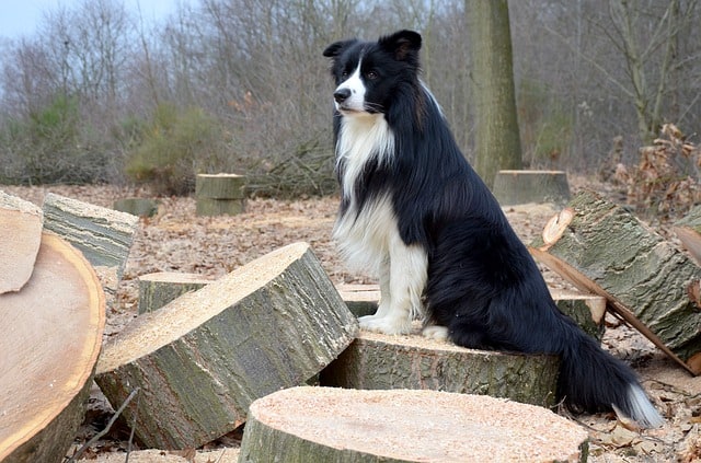 Border Collie in the Backyard Photo