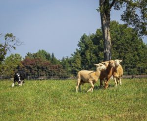 Border Collie Herding Photo