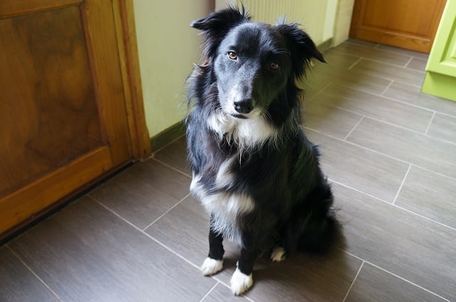 Border Collie in the Kitchen Photo