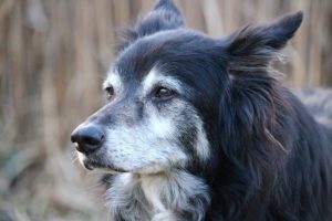 Old border hot sale collie