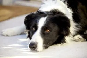 Sad Border Collie Photo