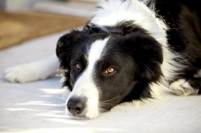 border collie eating problems