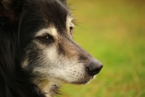 Common Health Problems in Border Collies - Epilepsy Photo