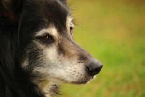 Most Common Border Collie Health Issues