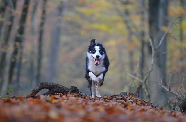 How Much Exercise Does a Border Collie Need?