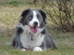 Obese Border Collie Photo