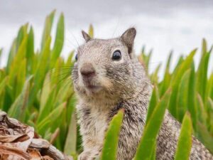 Squirrel Photo