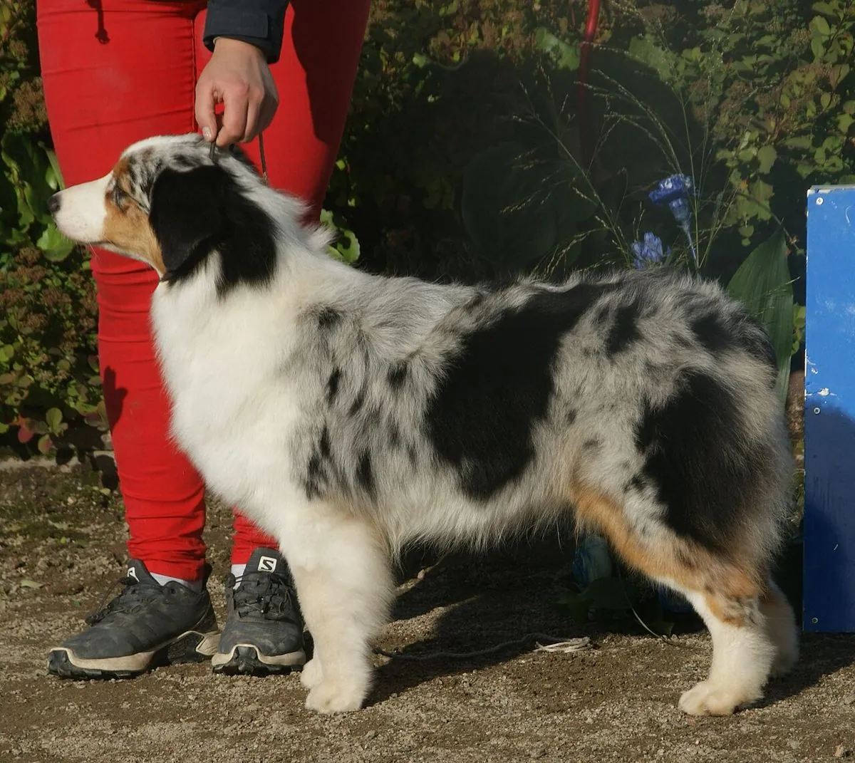 Blue merle Australian Shepherd standing in a show stack, side view