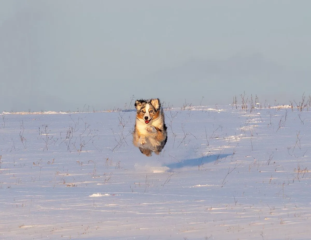 Australian Shepherd leaping through deep snow with all four paws off the ground