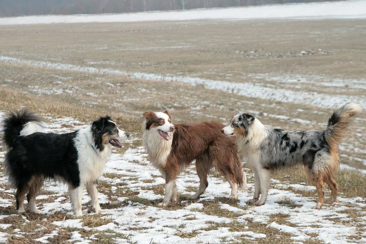 Three Australian Shepherds in black tri, red tri and blue merle coats on a snowy field