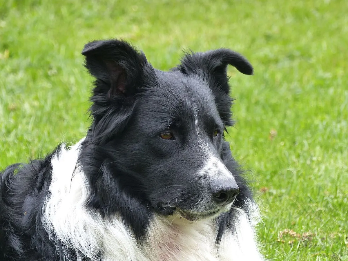 Close up of an adult black and white Border Collie watching something across a lawn