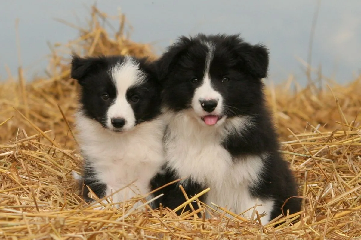 Two black and white Border Collie puppies sitting together in straw