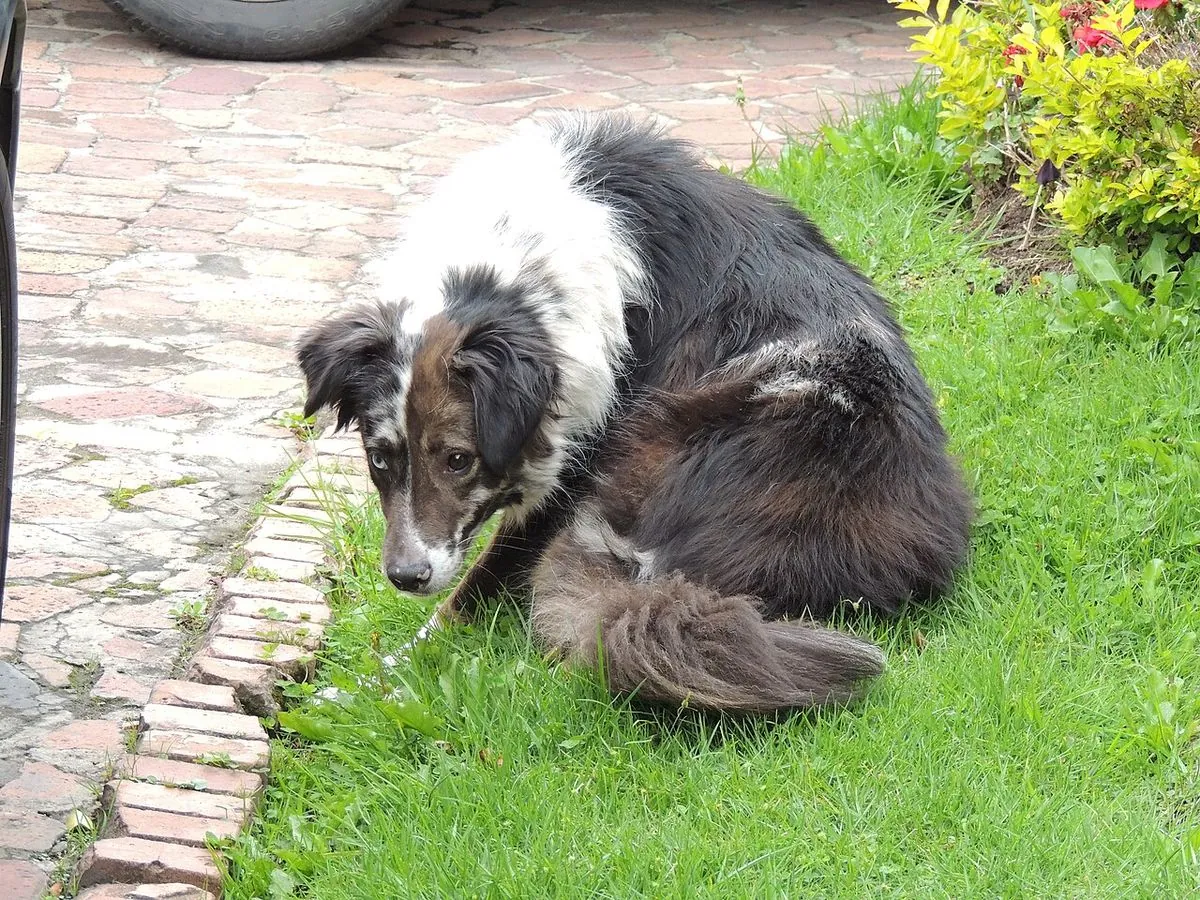 Border Collie Australian Shepherd mix with odd colored eyes sitting on a lawn