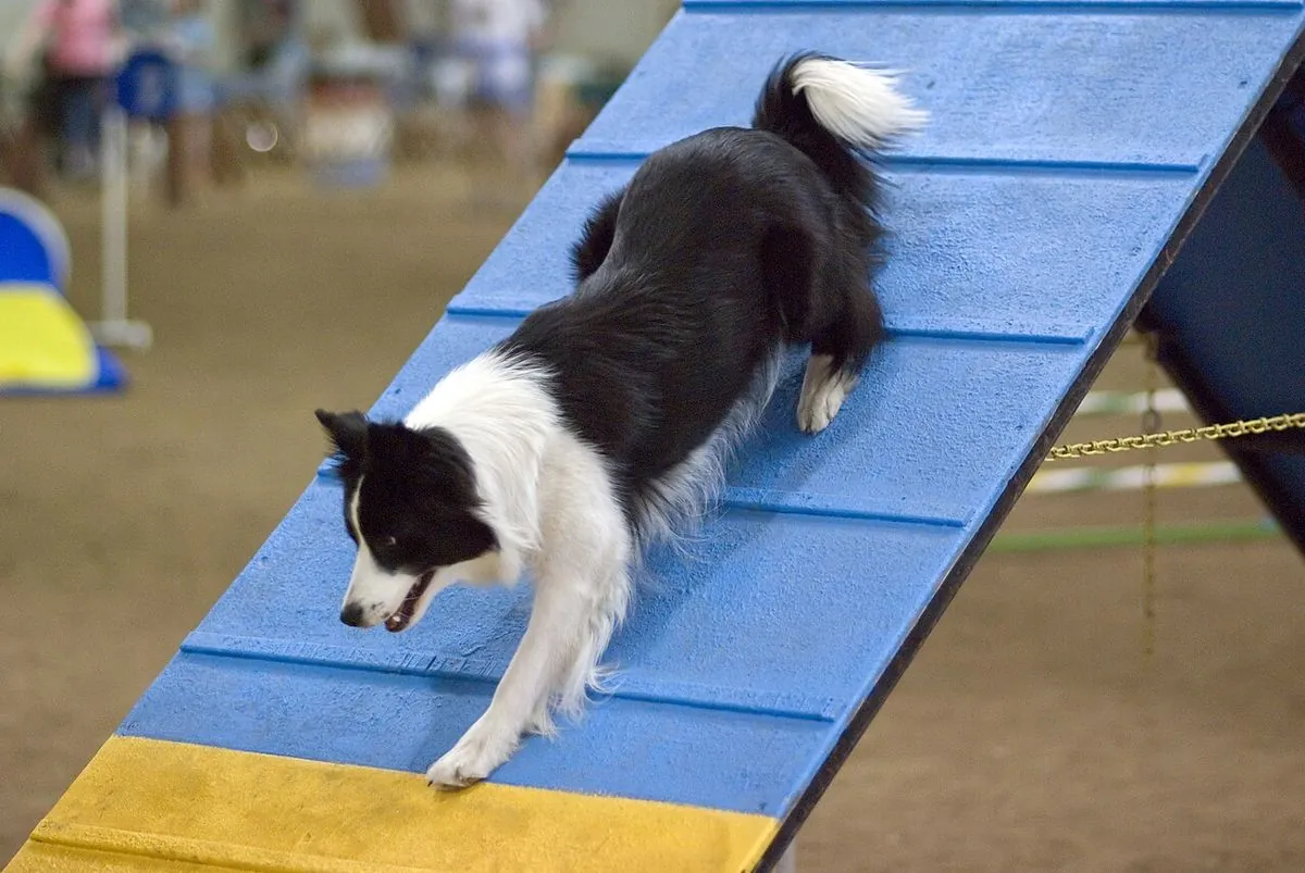 Black and white Border Collie running down the A-frame on an agility course
