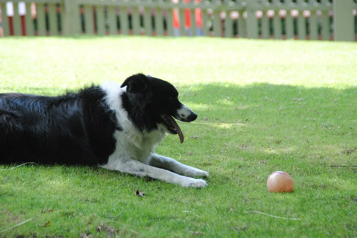Border Collie lying on a lawn watching a ball