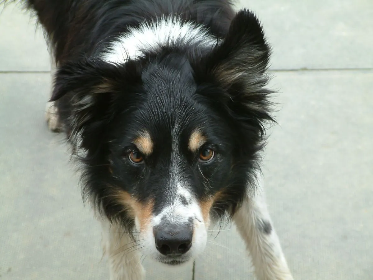 Adult black and tan tricolor Border Collie looking at the camera