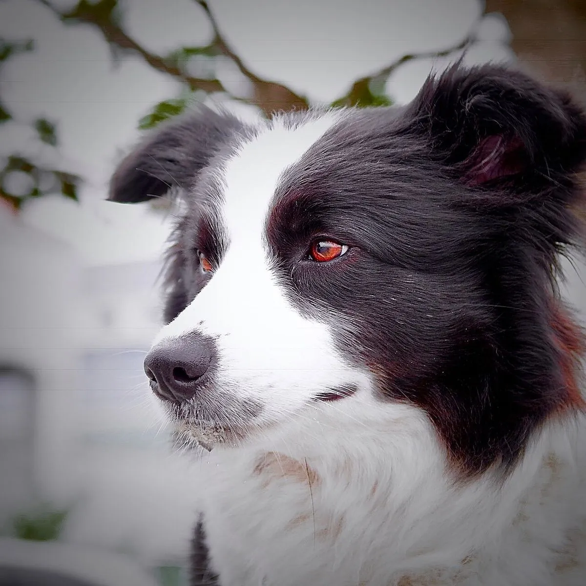 Close-up of an alert black and white Border Collie watching something at the park