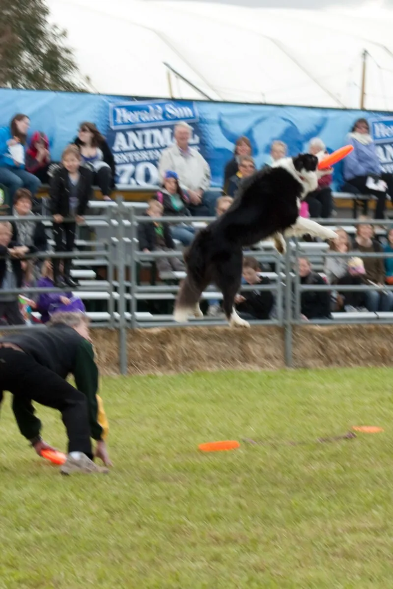 Border Collie leaping to catch a frisbee at a dog show