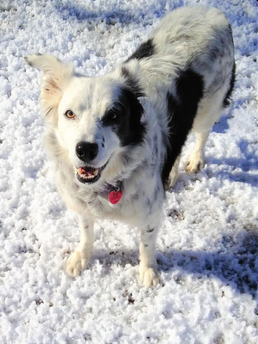 Calm black and white Border Collie standing in the snow and looking up for a cue