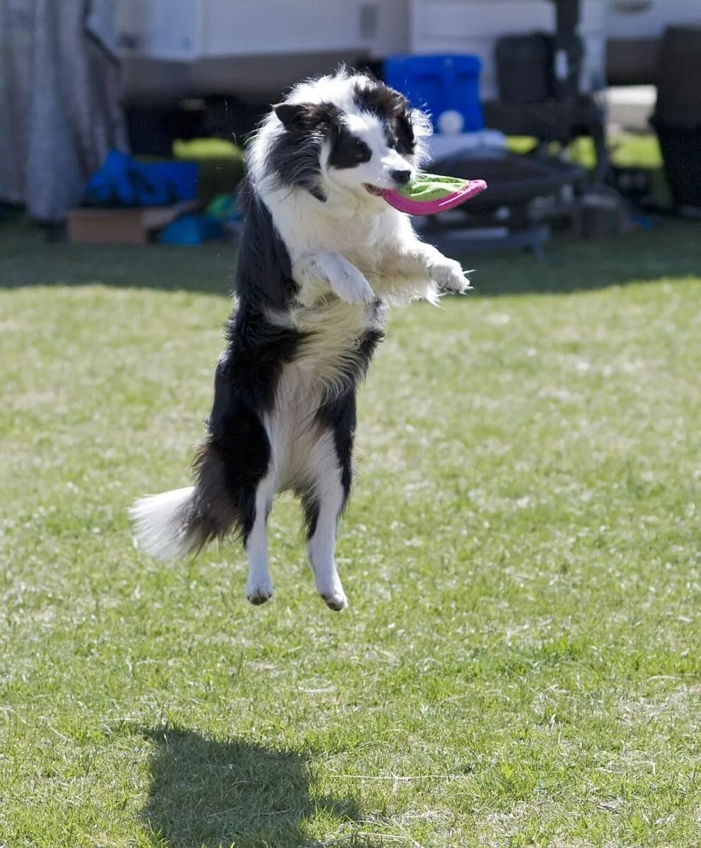 Border Collie leaping in the air to catch a flying disc
