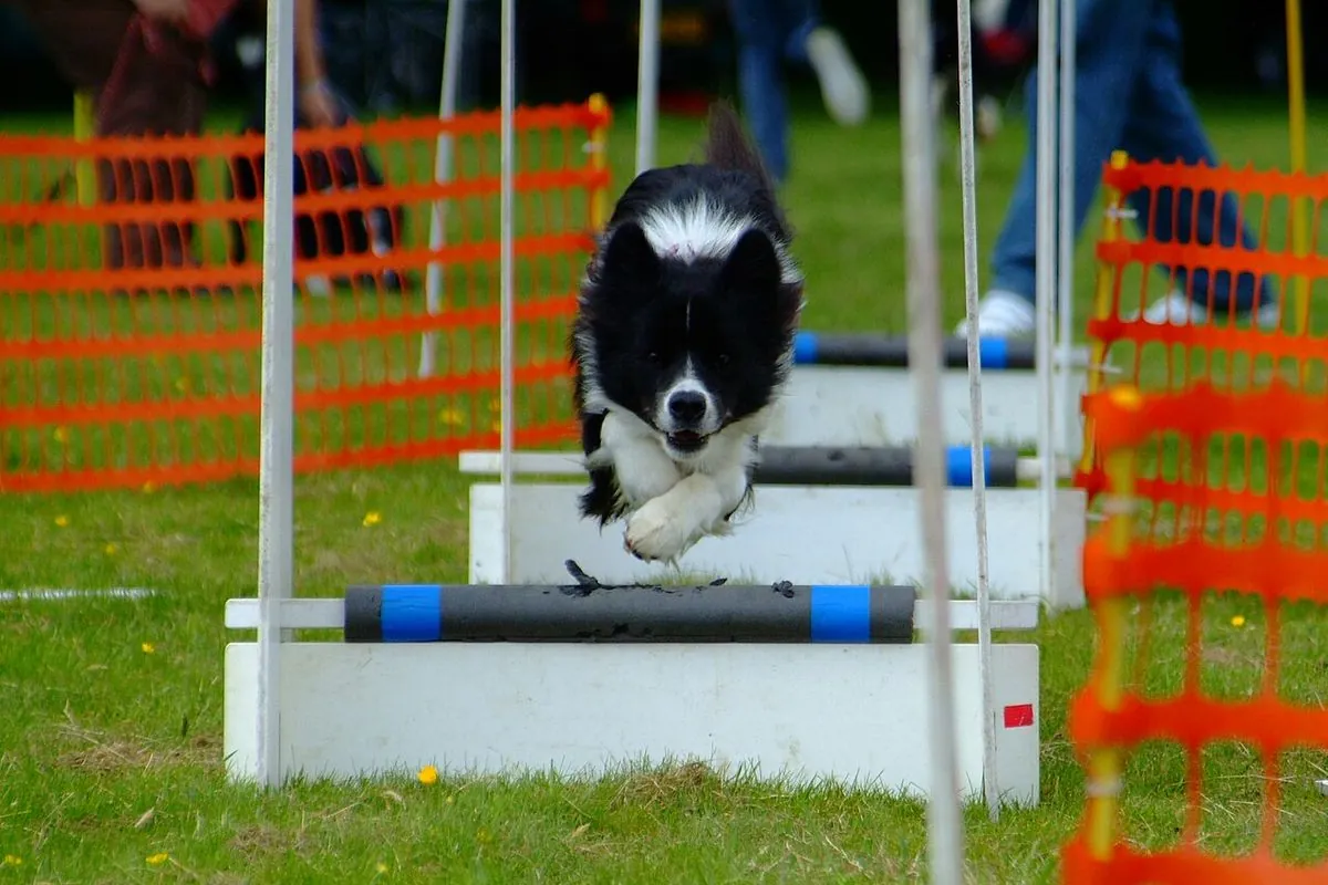 Border Collie jumping a hurdle during flyball training