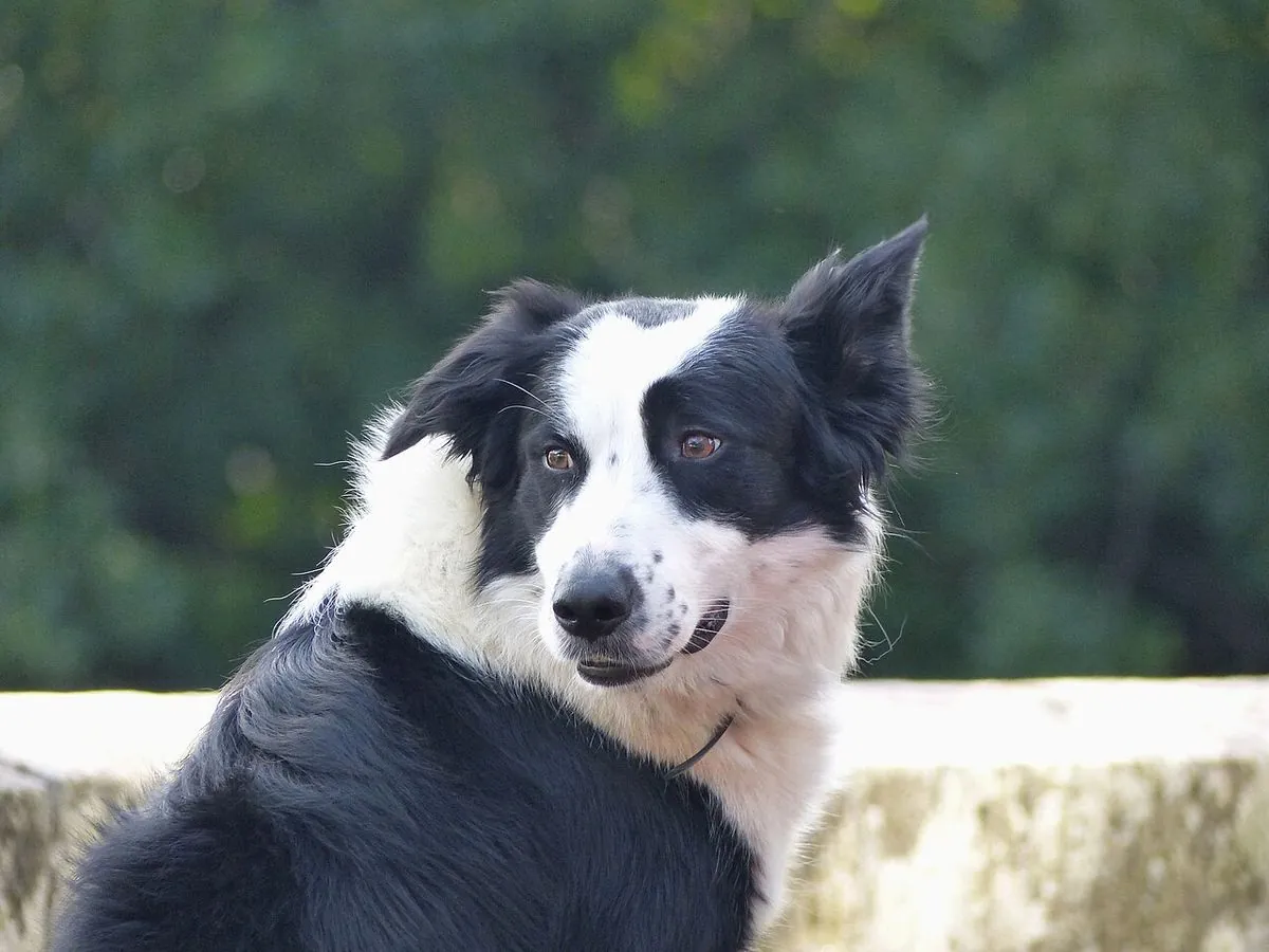 Close up of a black and white Border Collie's head and amber eyes